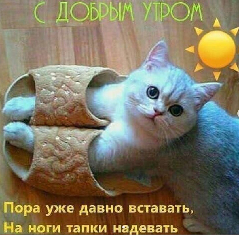 Смешные Животные С Добрым Утром 