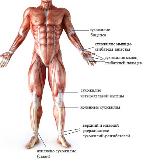 Печень человека