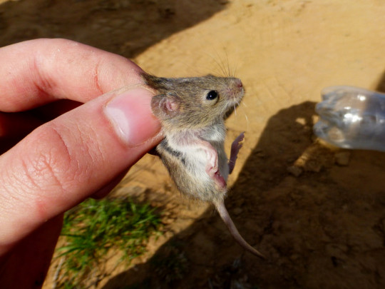 Lemniscomys barbarus 