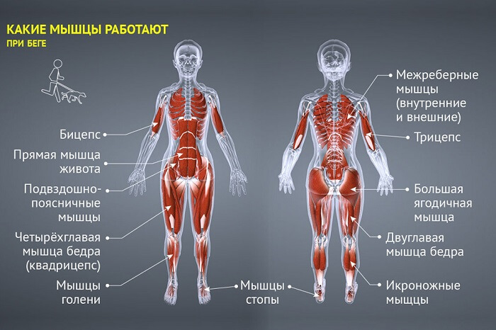 Передняя Часть На Организм Человека 