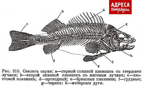 Окунь морской с/м 500+