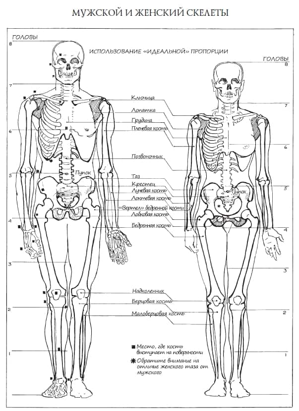 Анатомия рисунок для начинающих 