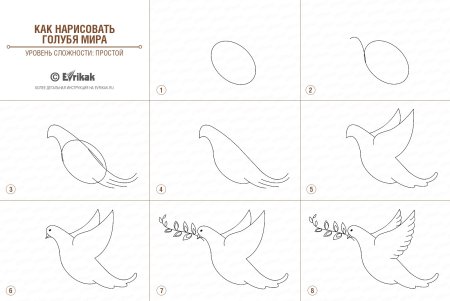 Поэтапная срисовка карандашом к 9 мая голубь мира