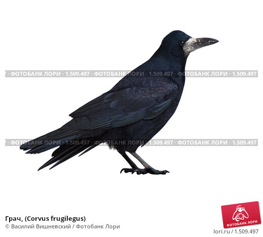 Грач — Corvus frugilegus / Статьи 