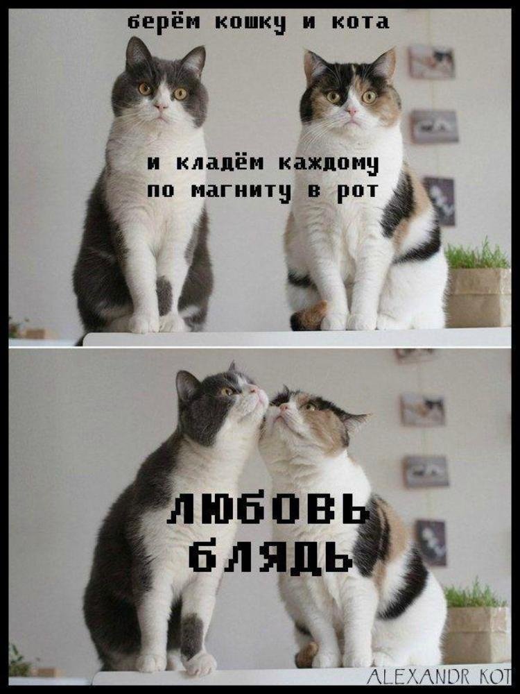 Смешные мемы с котами 