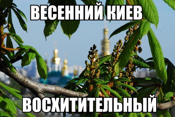 Цветут и пахнут