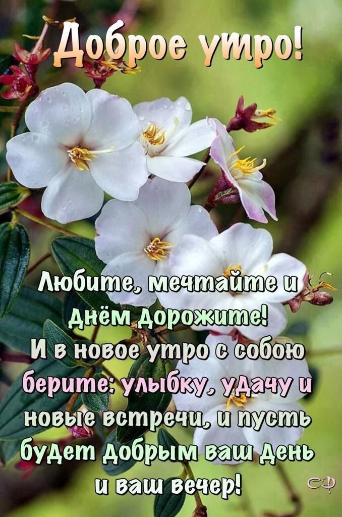 Доброе лисье утро 