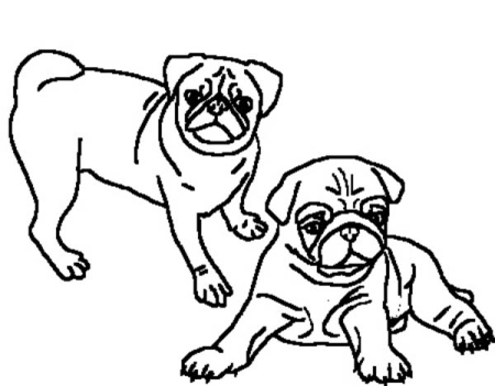 How to Draw a Pug Easy