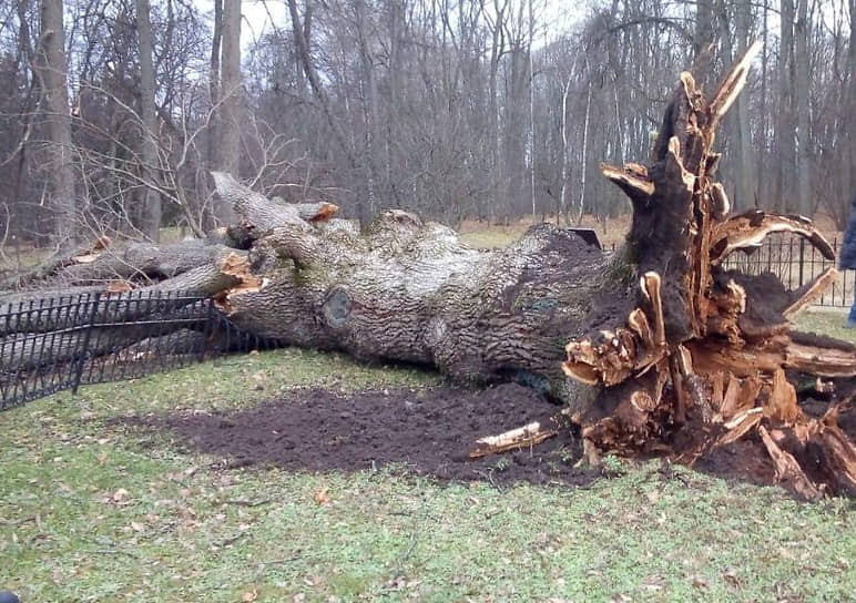 Дерево Дуб, Дерево с, лист, филиал, трава png 