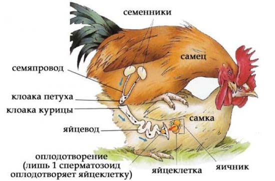 К чему снятся куры