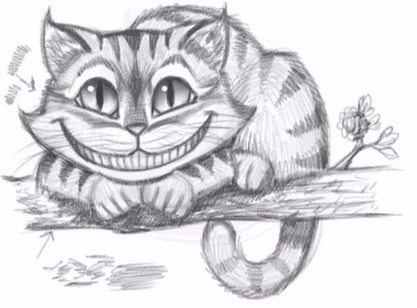 рисунок карандашом кот / Pencil drawing cat