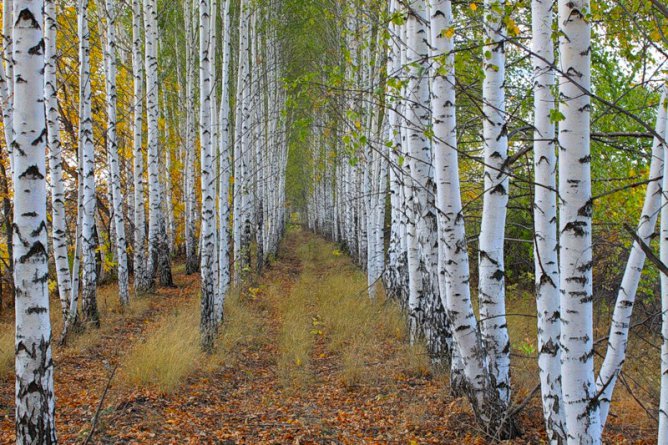 Коттеджный посёлок «Берёзки Вилладж» в 