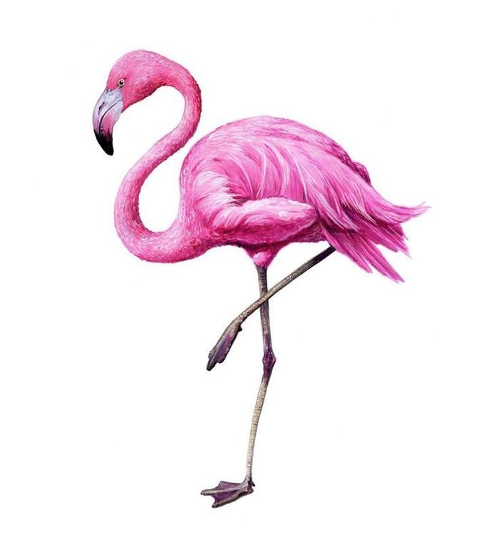 Drawing of pink flamingos 