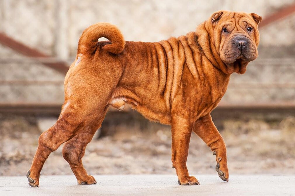 Sticker Portrait of sharpei puppy