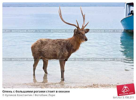 Ткани Олени с рогами на зеленом