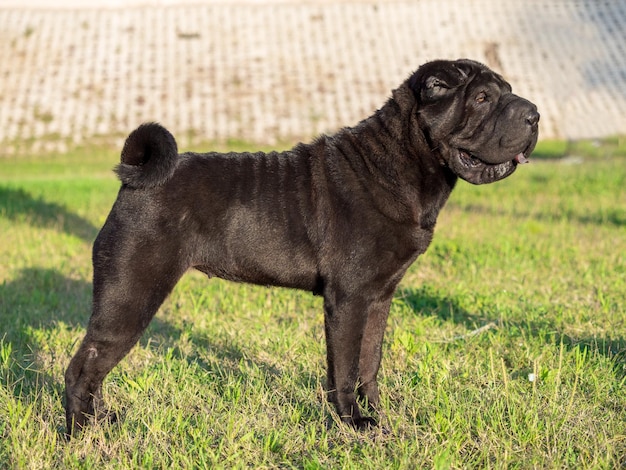 1,601 Sharpei Stock Photos, High-Res Pictures, and Images 