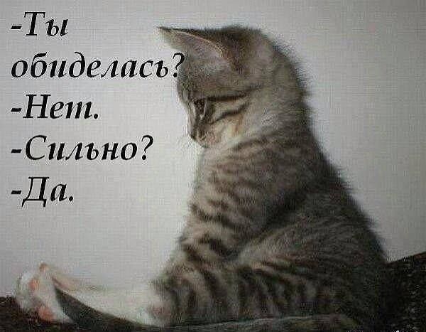 Котоматрица