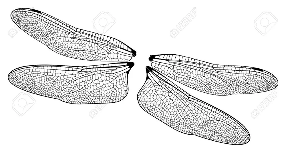 Крылья рисунок раскраска 