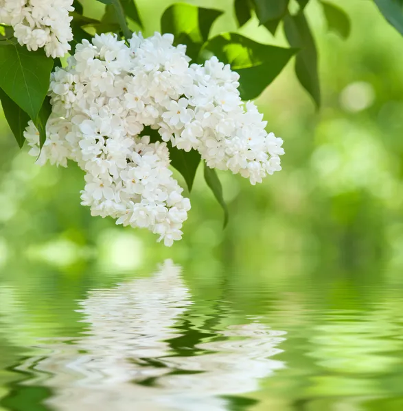 Сирень обыкновенная Syringa vulgaris 