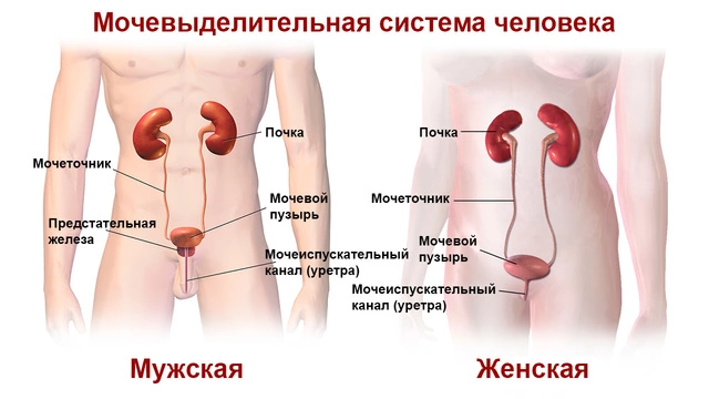 Как расположены внутренние органы 