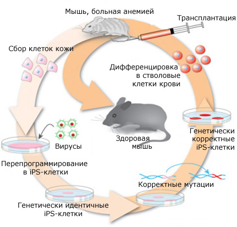 Предварительная бронь на мышат купить в 