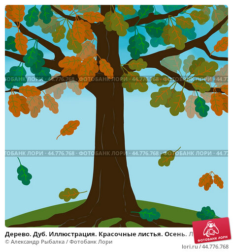 Дуб Oak, дерево дуб, древесина дуба