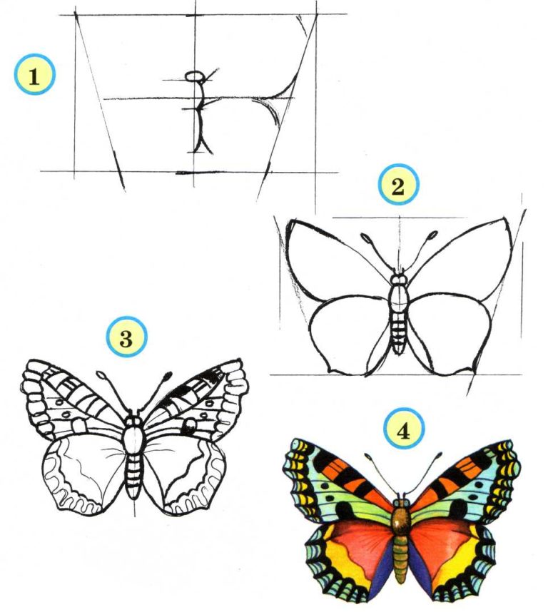Красивые картинки бабочка для срисовки