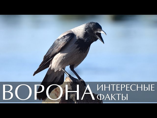 Ворон и Длиннопост