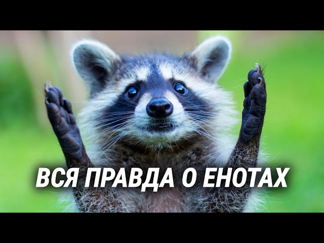 Обои Грустный енот Животные Еноты 