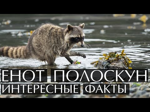 Енот-полоскун