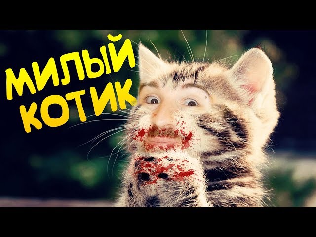 Милый котик😱💋