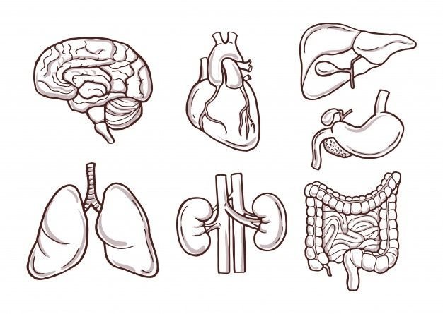 Human internal organs