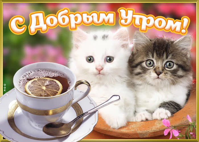 Доброе утро КОТИКИ