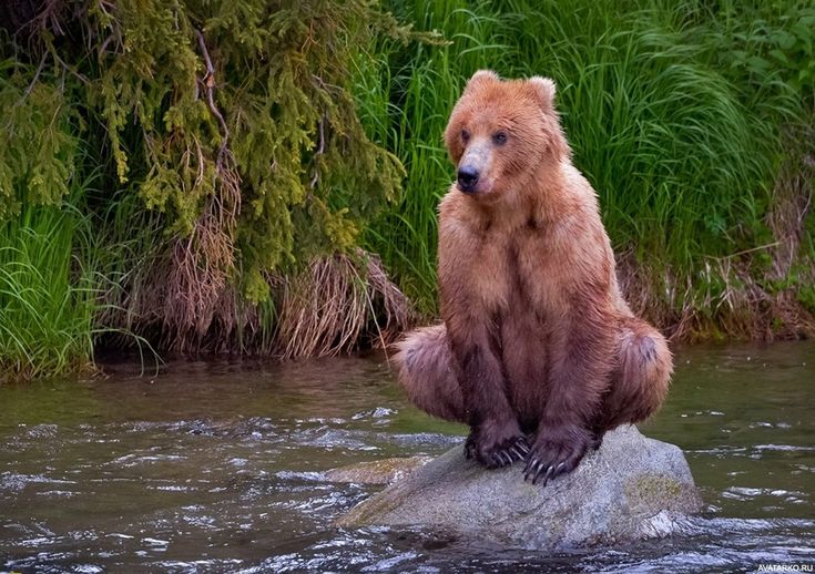 Обои игрушка, медведь, мишка, wood, teddy bear, cute на 