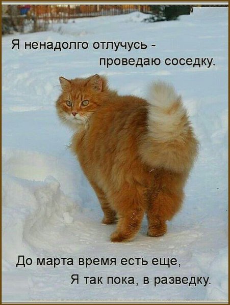 Смешные мемы с котами 