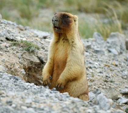 Более 18 100 работ на тему «Groundhog 