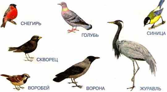 Беседа о зимующих и перелетных птицах
