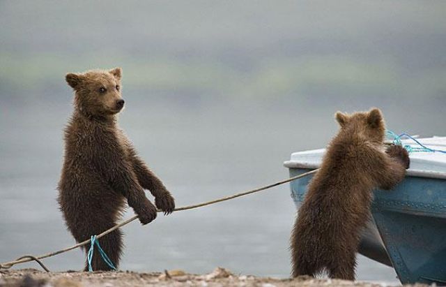 ФотоТелеграф » Портреты медведей