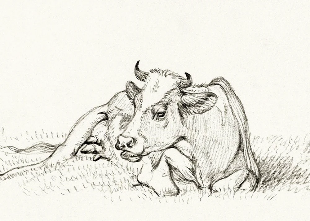 How to draw a cow 