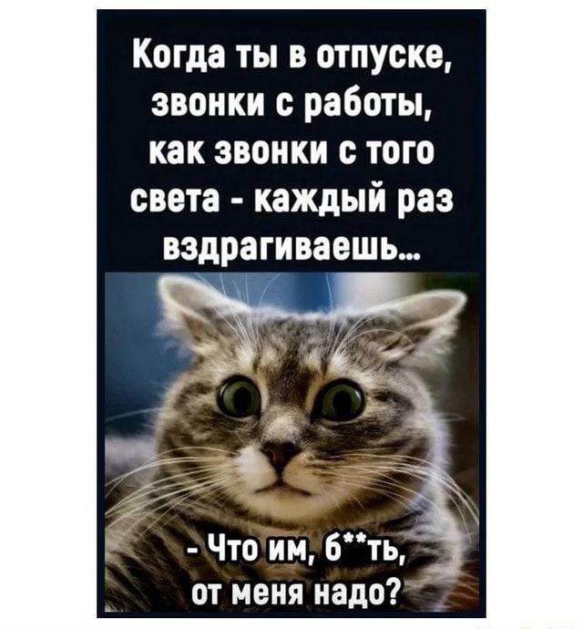 Котоматрица