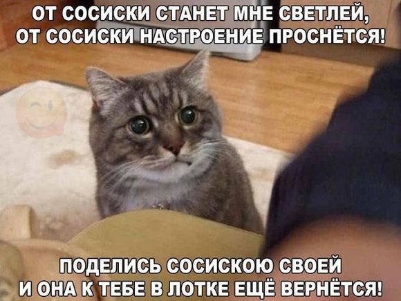 Смешные кошки 