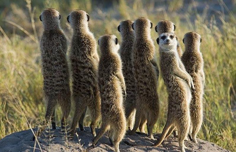 Meerkats