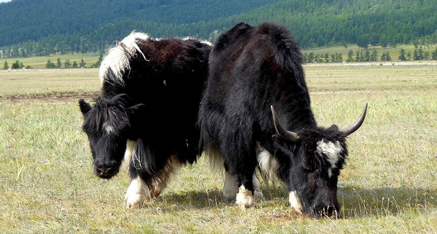 В Беларуси проведут конкурс красоты среди коров 