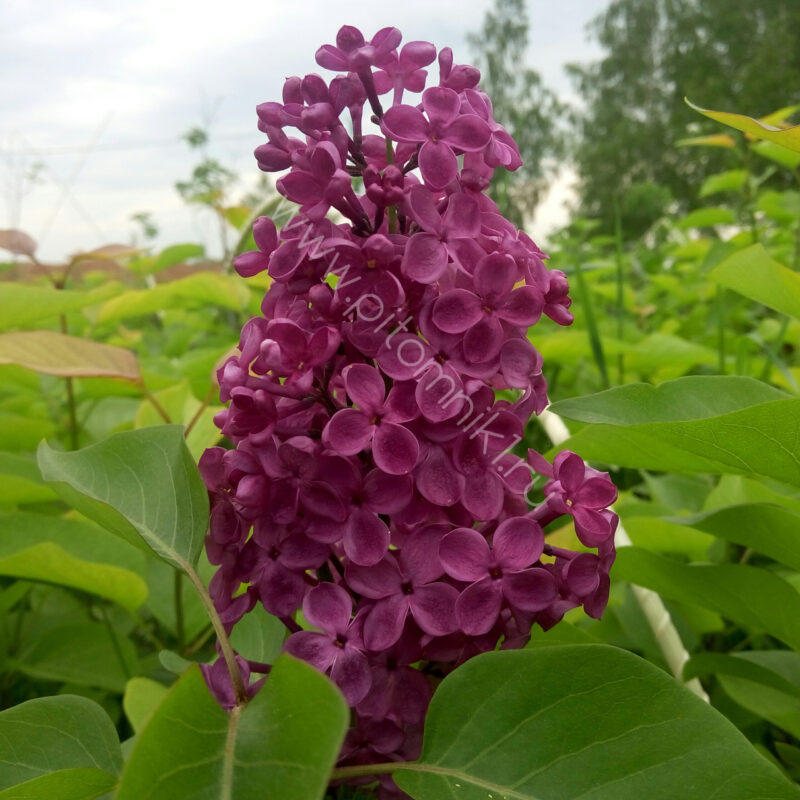 Syringa vulgaris Utro Rossii 