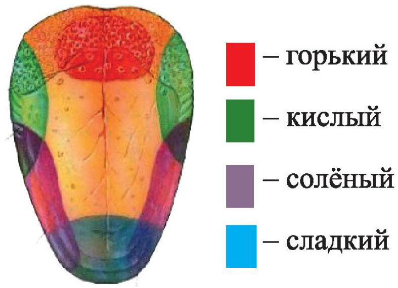 О каких болезнях расскажет ваш язык?