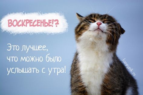 Открытка Доброе утро! Прекрасного воскресного дня!