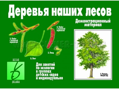 Исследуем деревья на участке детского 