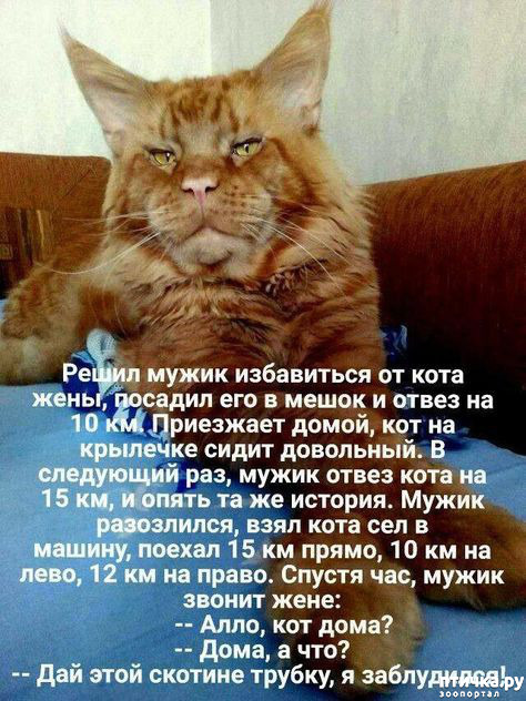 мультяшный котенок милые животные 