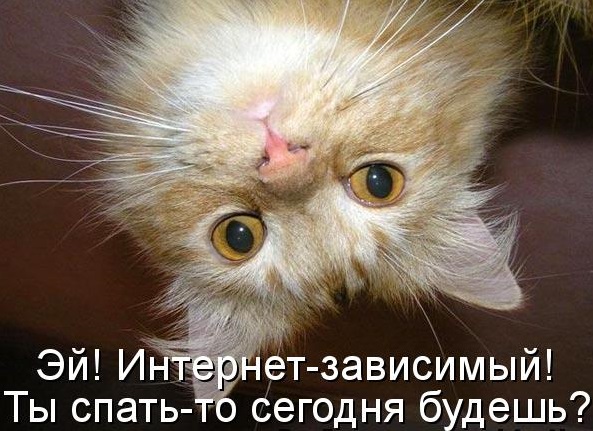 Котоматрица