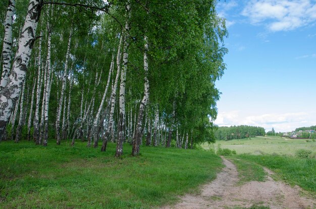 Роща луга, дороги и березы летом 